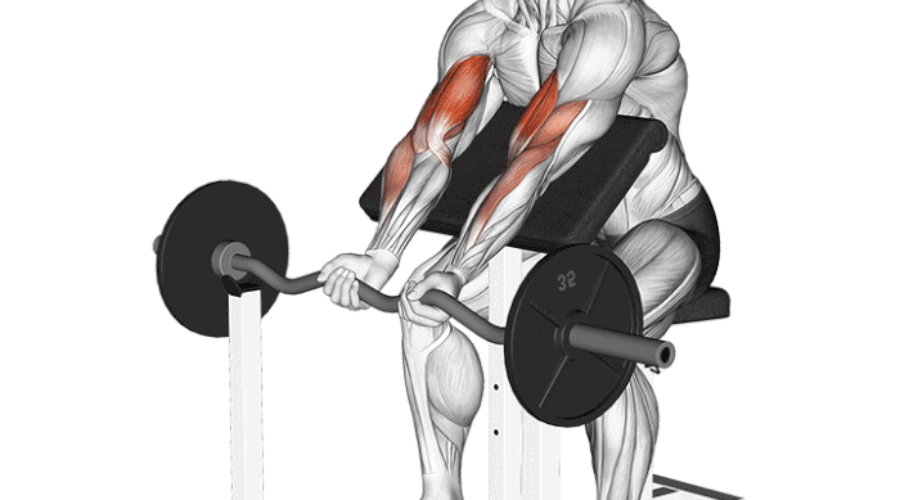 Curl Pupitre à la Barre EZ : L’Exercice Ultime pour des Biceps Massifs !