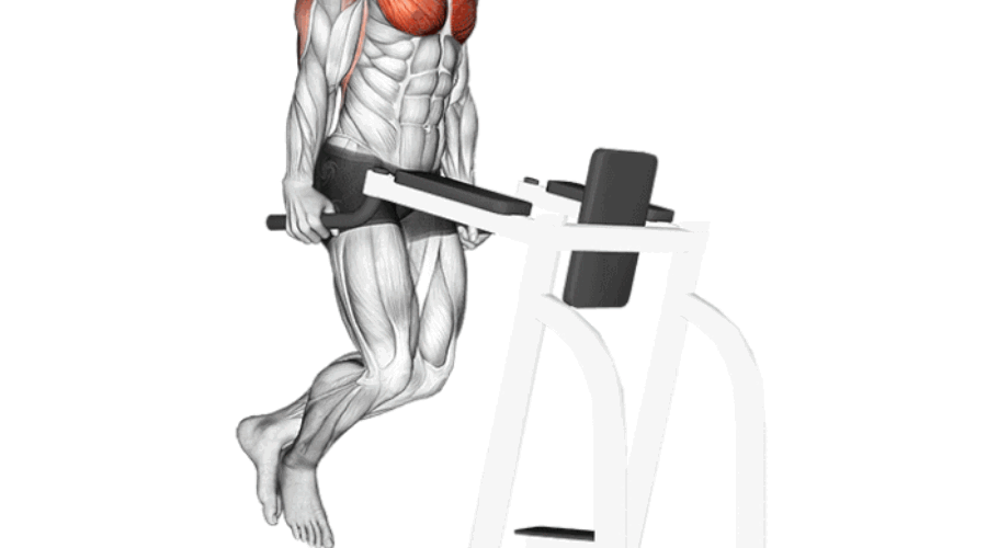 Dips aux barres parallèles : Guide complet pour des triceps sculptés