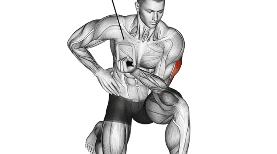 Extensions concentrées des triceps à la poulie