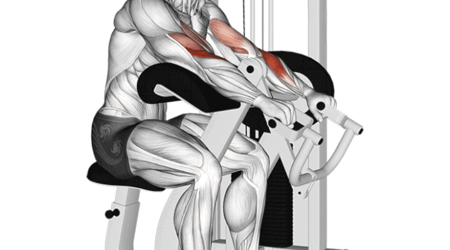 Curl Biceps Assis à la Machine : L’exercice idéal pour des bras plus forts